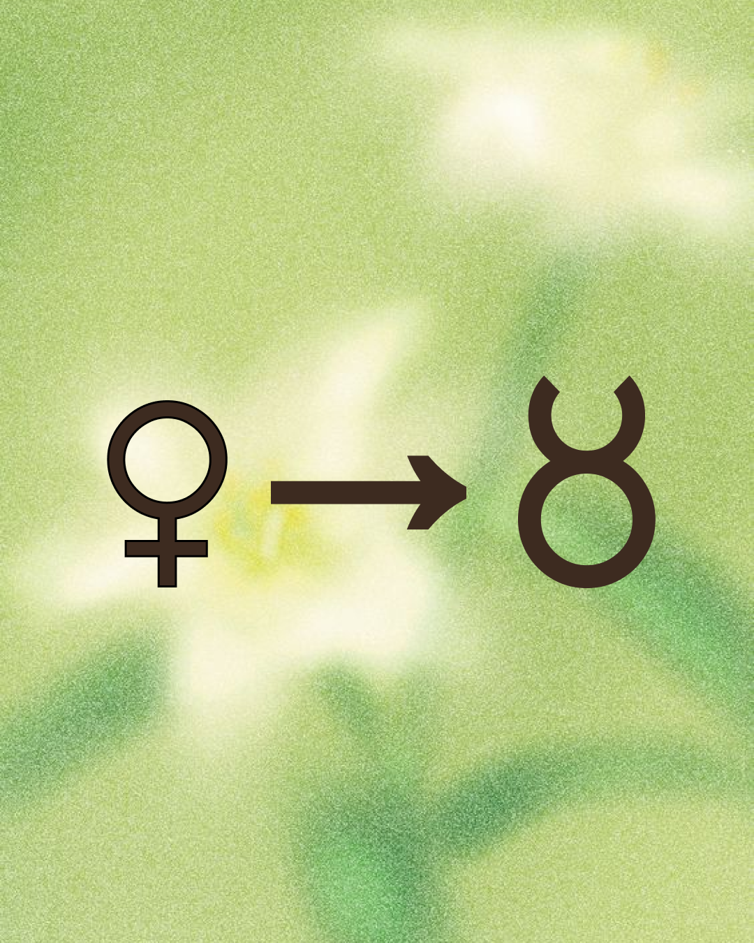 Venus enters Taurus Horoscopes